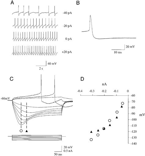 Electrophysiological Identification Of Nigral Dopaminergic Neurons In