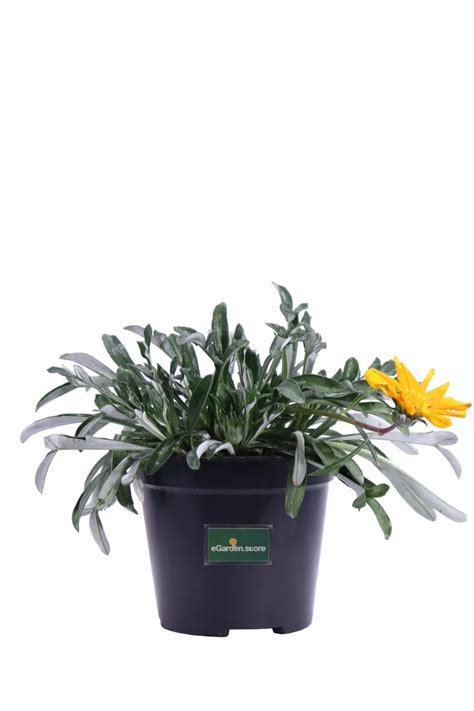 Gazania Strisciante Varie Colorazioni Vivaio Online EGarden