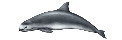 Scientific Illustration New