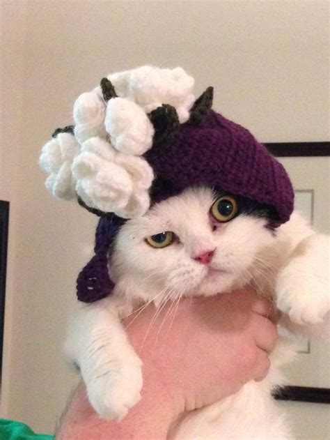 15 Silly Cats Wearing Hats - iHeartCats.com