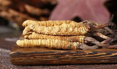 China Chinese Herbs Cordyceps Fungus Dong Chong Xia Cao Caterpillar