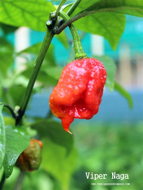 Viper Naga Chilli Seed from The Hippy Seed Company