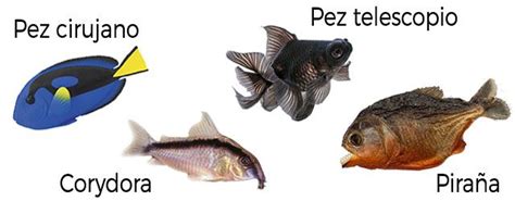 Información Sobre Los Peces ჱ Guía 2024