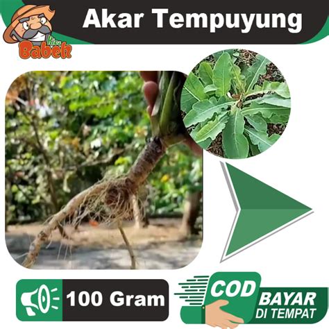 Jual Akar Tempuyung Segar 100 Gram Mudah Kering Shopee Indonesia