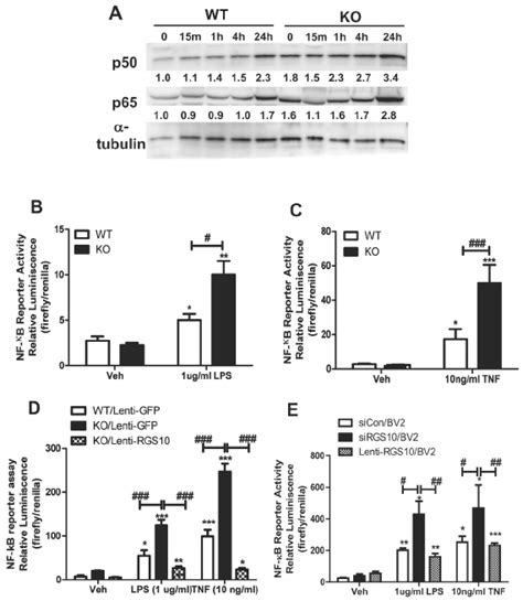 RGS10 Negatively Regulates NFkB Activation In LPS And TNF Treated