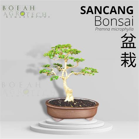 Jual Tanaman Bonsai Hidup Sancang Sudah Jadi Free Pot Siap Pajang