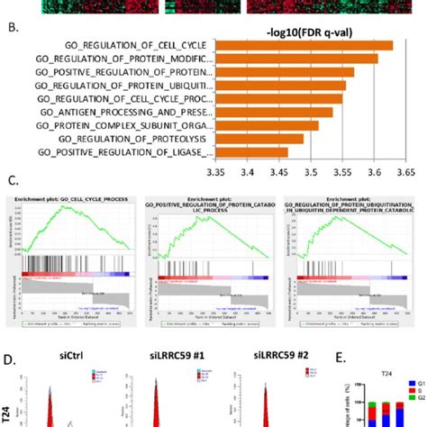 Enrichment Analysis Of LRRC59 Coexpressed Genes In Microarray Datasets