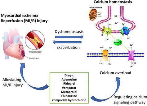 Frontiers Targeting Calcium Homeostasis In Myocardial Ischemia