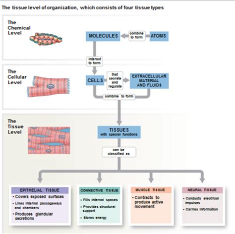 Tissues Flashcards | Quizlet