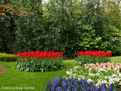 Zimozielony ogród Keukenhof liściaste rośliny zimozielone