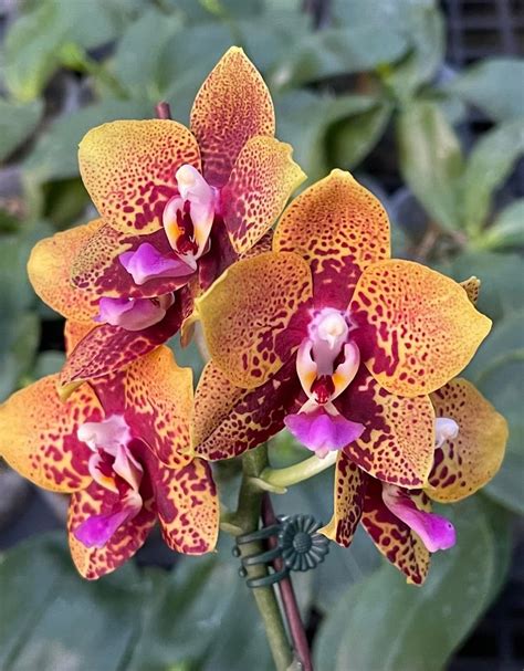 Phal. Zheng Min Anaconda - Orchibias
