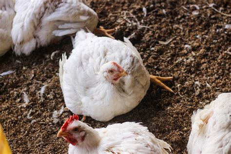 Poultry Animals List