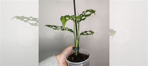 Монстера обликва перу купить в Москве | Товары для дома и дачи | Авито