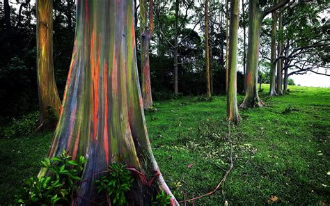 Eucalyptus Deglupta Is A Tall Tree Commonly Known As The Rainbow Eucalyptus Mindanao Gum Or