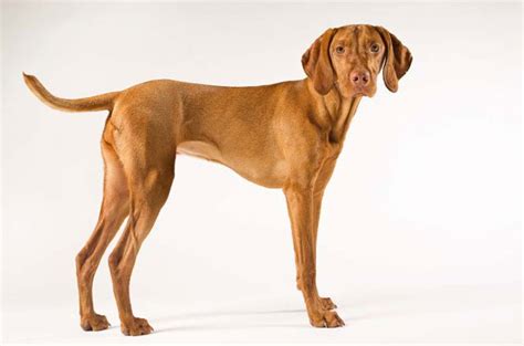 Vizsla Dog Breed Information And Pictures Petguide Petguide