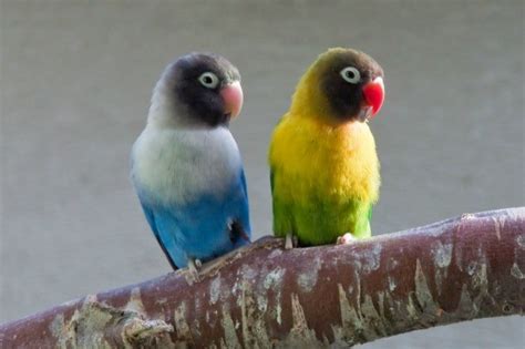 Breeding Lovebirds | ThriftyFun