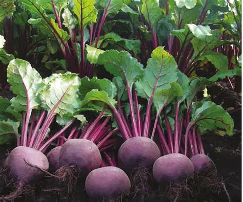 Types Of Beets With Pictures Names Own Yard Life