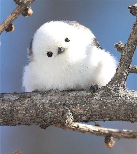 This Japanese bird looks like a giant ball of fluffy cotton. : r/aww