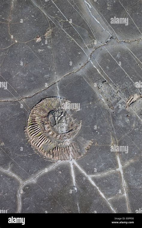 Close Up Of An Ammonite Fossil In The Rock At Kimmeridge Bay Dorset