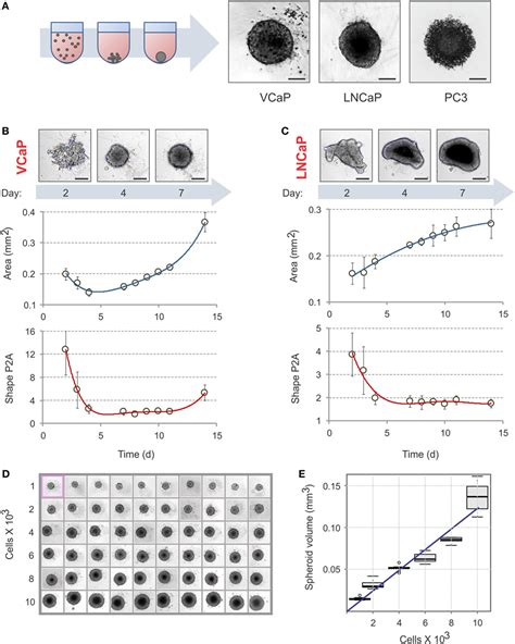 Frontiers High Content Monitoring Of Drug Effects In A 3D Spheroid Model