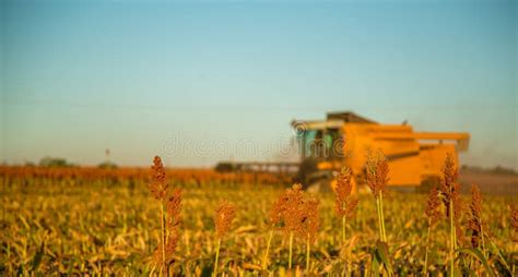 Harvest Sorghum Planting Field Stock Image - Image of agriculture, farm ...