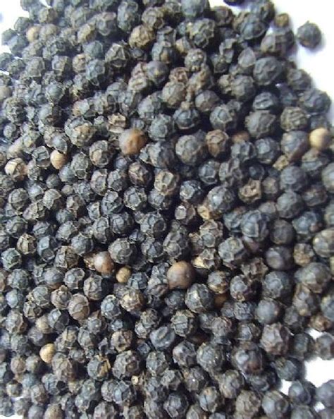 Black Pepper Seeds Manufacturer,Black Pepper Seeds Exporter & Supplier ...