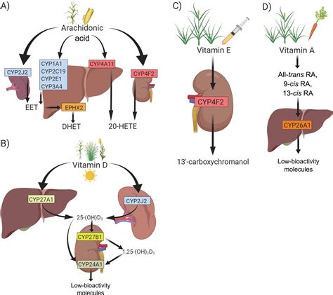 Widespread Basal Cytochrome P450 Expression In Extrahepatic Bovine