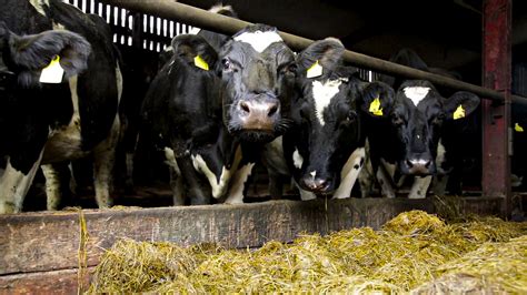 Monitoring Cows For Milk Fever Ahead Of Calving Agriland Ie