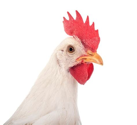 Premium Photo Leghorn Chicken