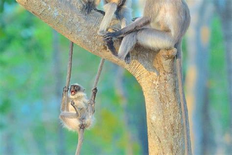 Nature Photographer Of The Year Tra I Vincitori La Foto Della