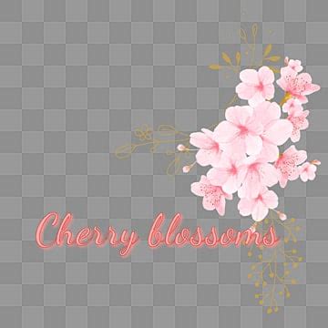 Cherry Blossom Card Vector Hd Png Images Cherry Blossoms Latest Design