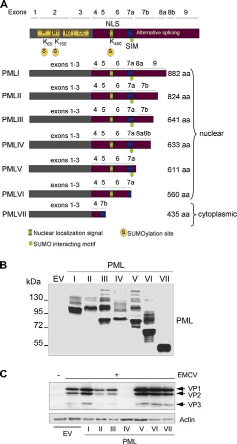 Pmliv Is The Only Pml Isoform That Inhibits Production Of Emcv