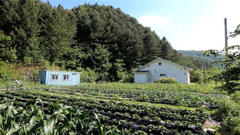 매매완료 홍천전원주택 산과 또랑사이 독립된 내촌면 물걸리 전원주택매매 토지 약 553평건물 약 25평내촌 Ic에서 5분거리