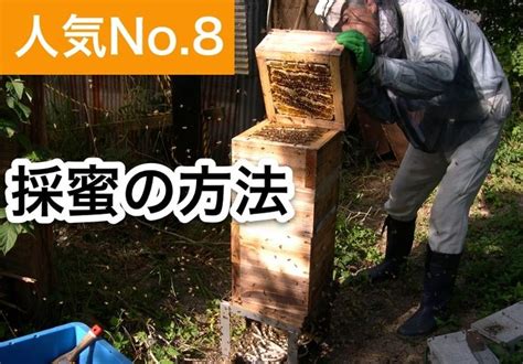 ニホンミツバチの重箱式巣箱蜂箱、養蜂箱の作り方 週末養蜂家のニホンミツバチのおいしいはちみつ 養蜂箱 巣箱 箱の作り方