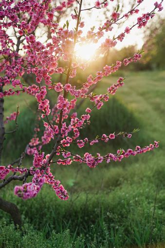 Fondo De Flor De Durazno Rosa Fondo De Naturaleza Fresca En Día Soleado De Primavera Con Espacio