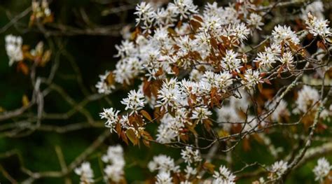 21 North American Native Flowering Trees