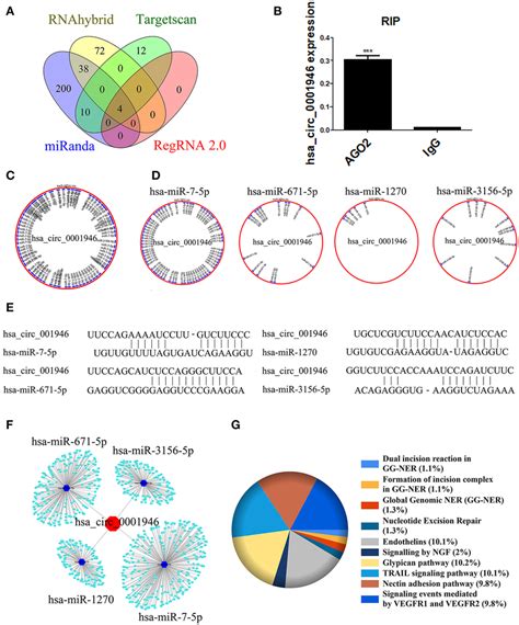 Bioinformatics Analysis Was Used To Predict The Hsacirc0001946