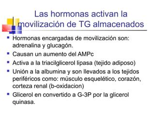 b oxidacion de lípidos y moléculas grasosas pptx