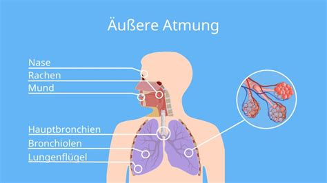 Innere und äußere Atmung Zellatmung und Lungenatmung mit Video