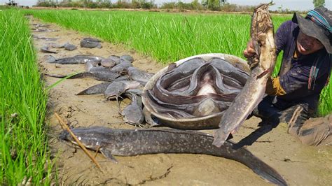 OMG Catching A Lot Big Catfish In Dry Season Amazing Boy Fishing By