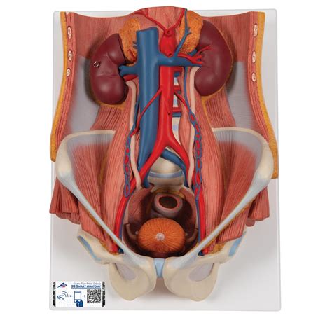 3b Scientific K32 Modelo De Anatomía Humana Sistema Urinario De Sex O Dual En 6 Piezas App De