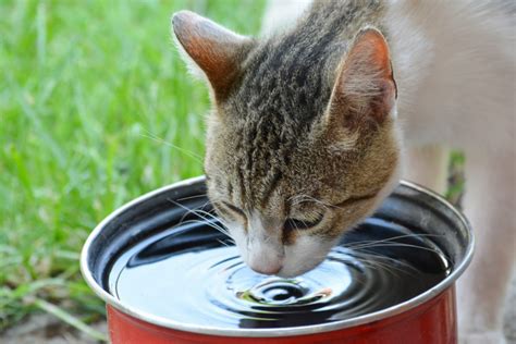 10 maneiras de incentivar o seu gato a beber mais água Isabella