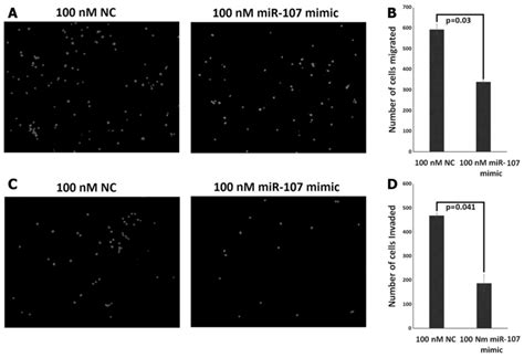 Mir 107 Functions As A Tumor Suppressor In Human Esophageal Squamous