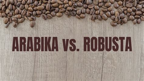 Perbedaan Kopi Arabika dan Kopi Robusta | Sasame Coffee