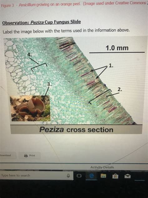 Peziza Under Microscope Labeled