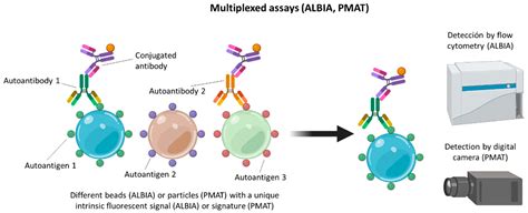 The Past Present And Future In Antinuclear Antibodies Ana