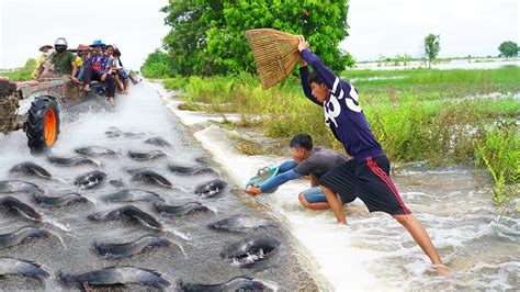 Best Catching Catfish Crossing On The Road Flooded Amazing Fishing