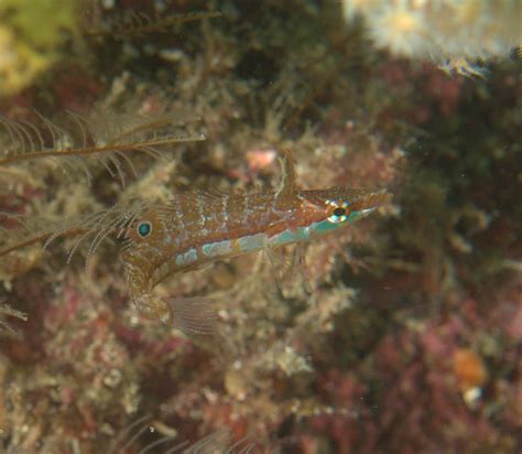 Under Pressure World Sargassum Blenny Sea Of Cortez