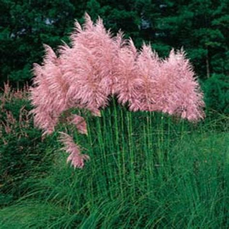 1000 Pcs Pampas Grass Seeds Rare Reed Flower For Home Garden Planting Seeds