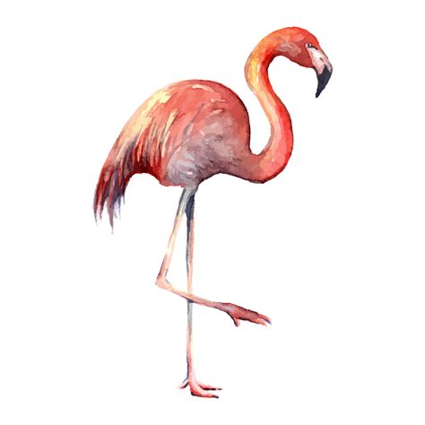 Flamingo Hand Drawn Silhouette Of Bird Real Watercolor Drawing